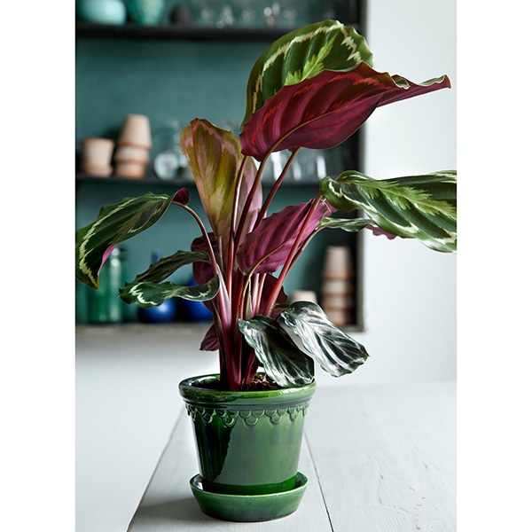 BP ���ڥ�ϡ�����12 ���꡼��GL(���å�:2)