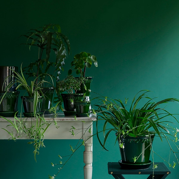 BP ���ڥ�ϡ�����12 ���꡼��GL(���å�:2)