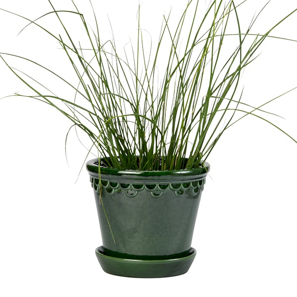 BP ���ڥ�ϡ�����21 ���꡼��GL (���å�:4)