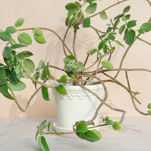 BP ���ڥ�ϡ�����21 �ۥ磻��GL (���å�:4)