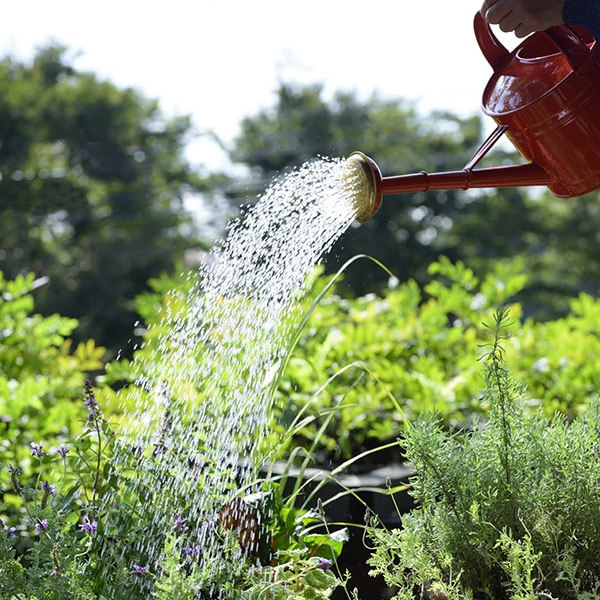 �֥ꥭ����������󥰥���1.5L ���꡼��ʥ��å�:2��