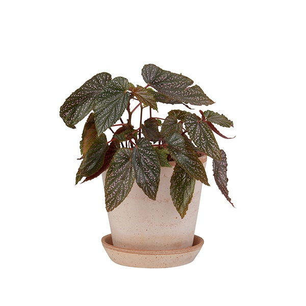 BP�إ��18 �ʥ�����(���å�:4)