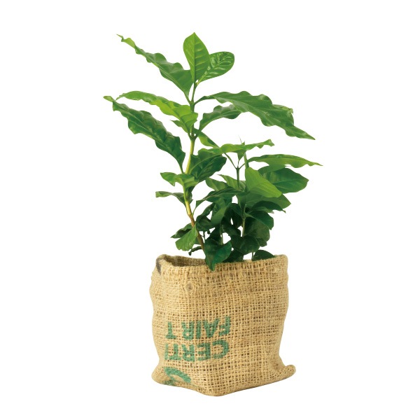 beans bag �����ҡ��ġʥ��åȡ�12��