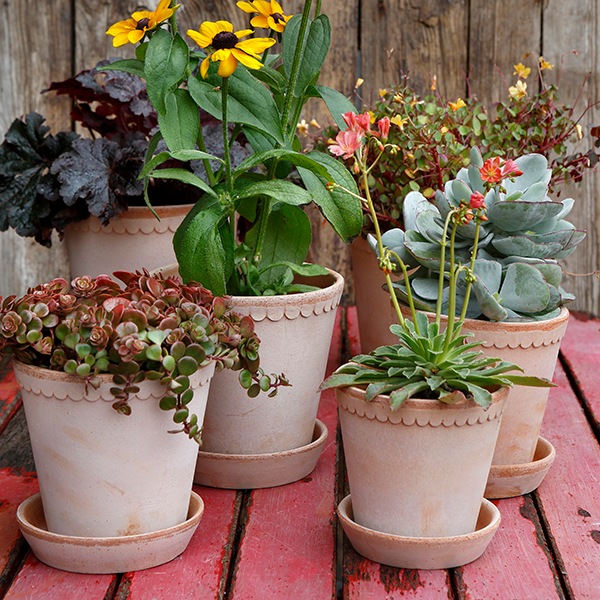 BP�إ��25 �ʥ�����(���å�:2)