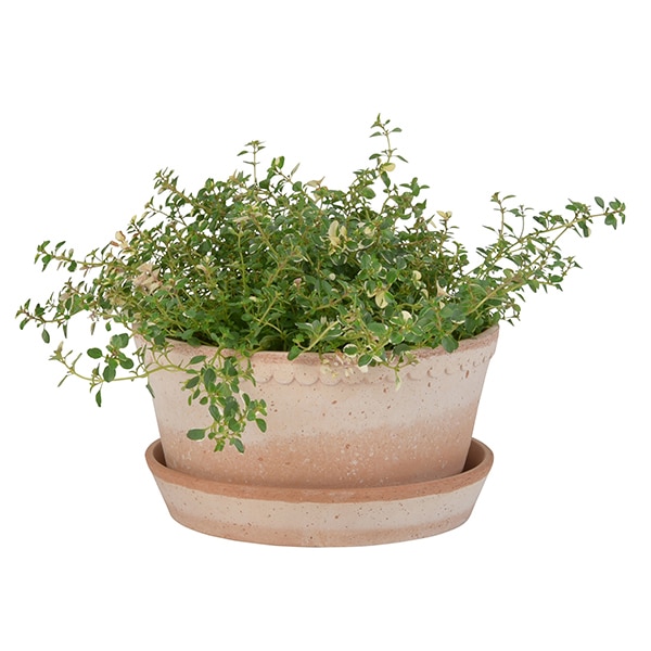 BP�إ��21 LOW �ʥ�����(���å�:2)