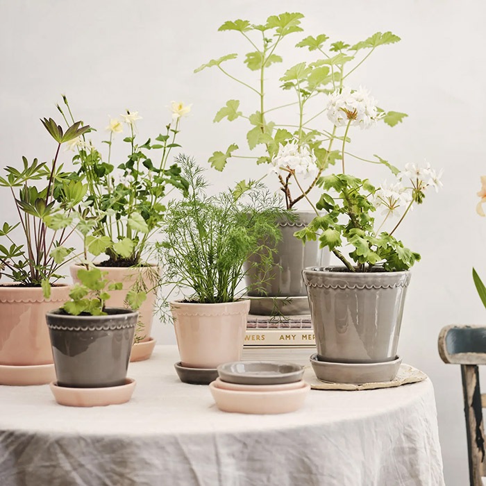 BP�إ��14 ���졼GL(���å�:2)