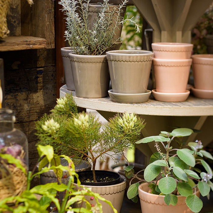 BP�إ��14 ���졼GL(���å�:2)