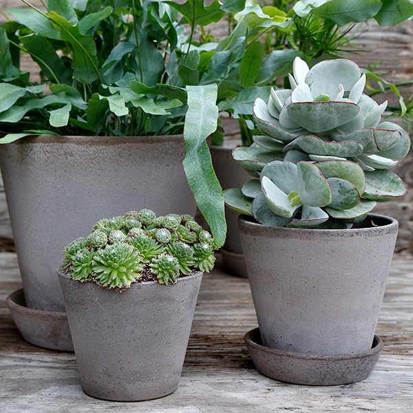 BP ����꡼14 ���졼(���å�:6)