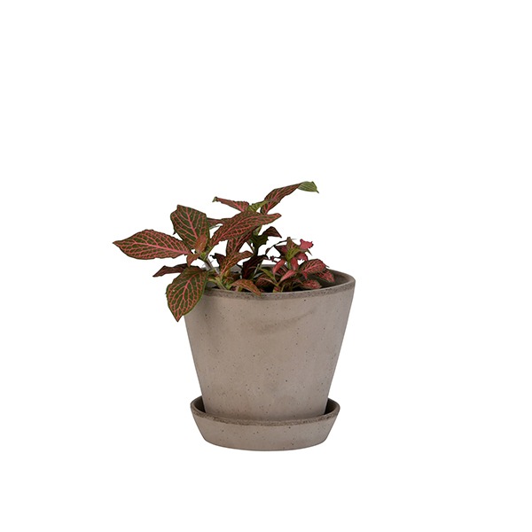 BP ����꡼14 ���졼(���å�:6)