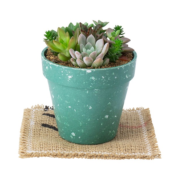 ��SALE�ۥ��塼�� ����������M�ʥ��åȡ�12��