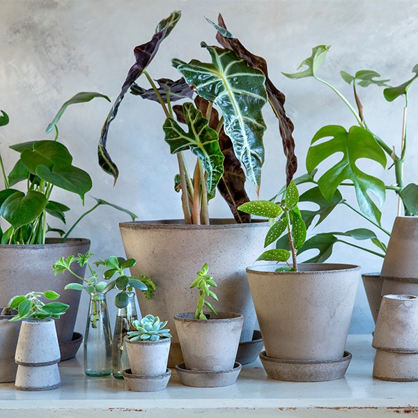 BP ����꡼17 ���졼(���å�:4)