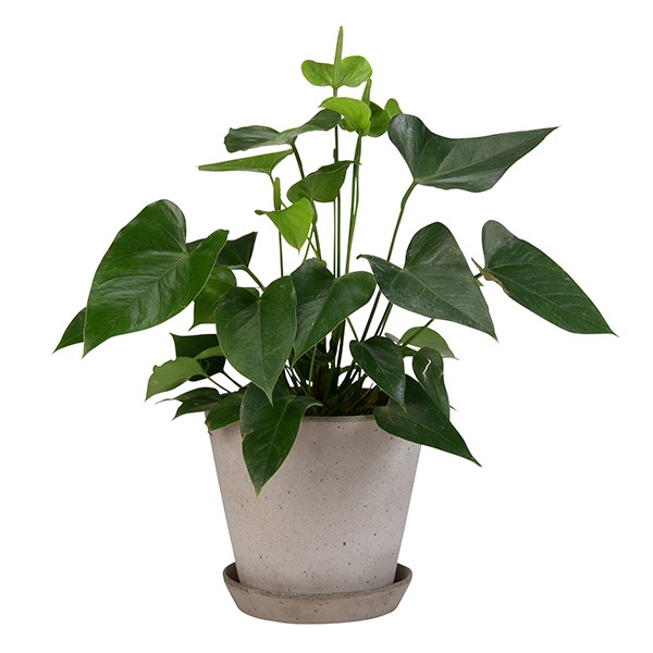 BP ����꡼21 ���졼(���å�:2)