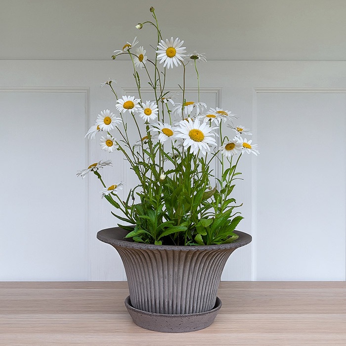 BP �ǥ�����25 ���졼(���å�:3)