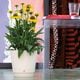 DR�ǥ塼��ݥå�MIX 18�ʥ��åȡ�1��