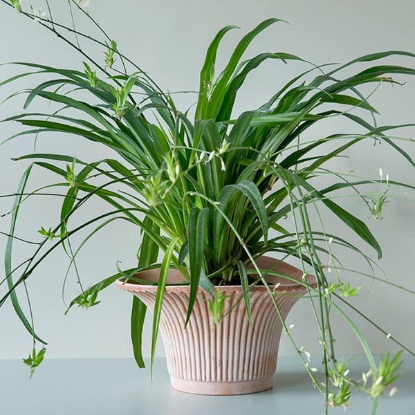 BP �ǥ�����25 �ʥ�����(���å�:3)