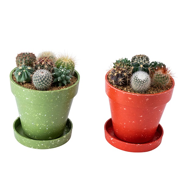 �������� MIX�ʥ��åȡ�12��