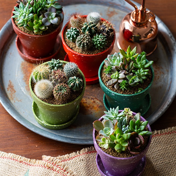 �������� MIX�ʥ��åȡ�12��