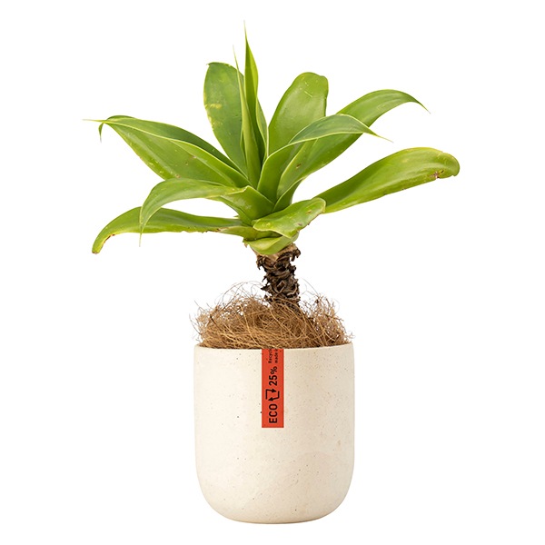 ꥵUݥåS ۥ磻ȡʥåȡ6