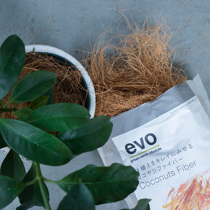 evoȭ�����򥭥쥤�˸����륳���䥷�ե����С� �֥饦��ʥ��å�:12��