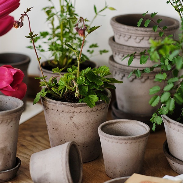 ������ͽ���BP �إ��16 ���졼(���åȡ�4)