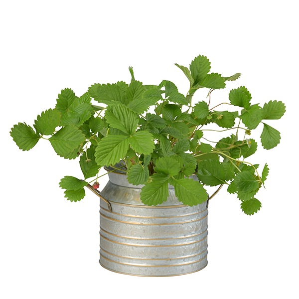 ֥ꥭݥå ߥ륯16ʥåȡ6