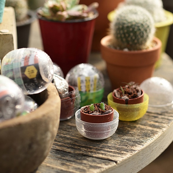 ���ܥƥ���ݥ��ץ��롡�֥��ܥƥ�MIX�ʥ��åȡ�30��