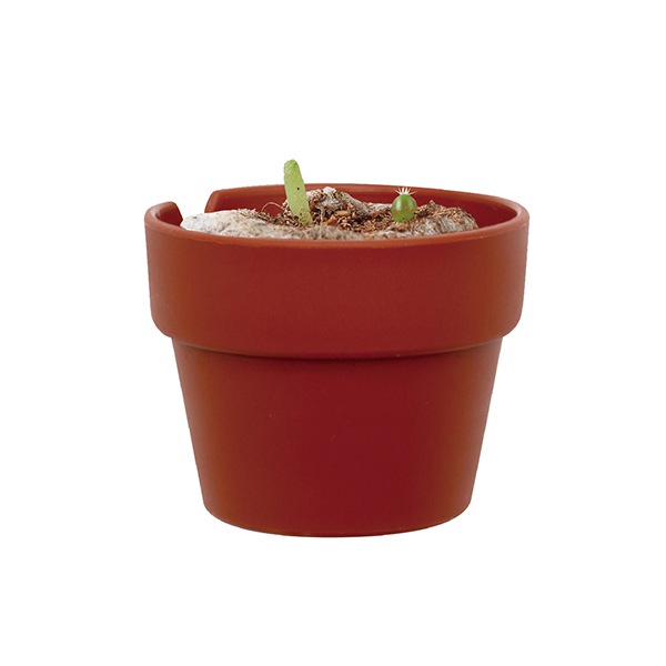 ���ܥƥ���ݥ��ץ��롡�֥��ܥƥ�MIX�ʥ��åȡ�30��