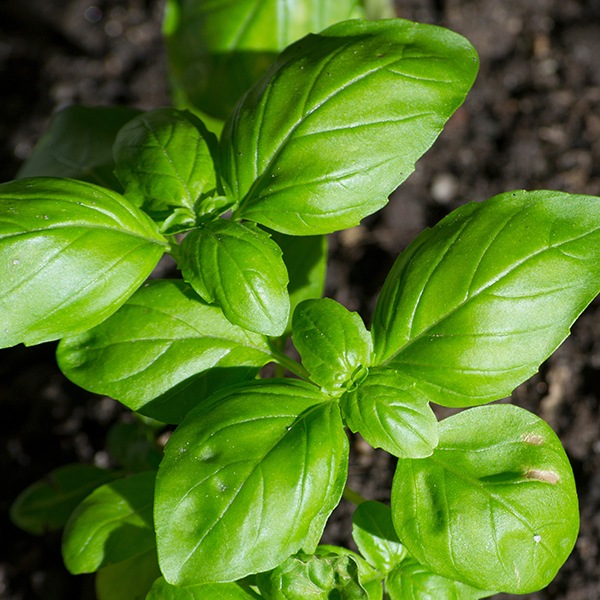 ���ϡ��֤κ��ݥ��ץ���  �������ȥХ���ʥ��åȡ�30��