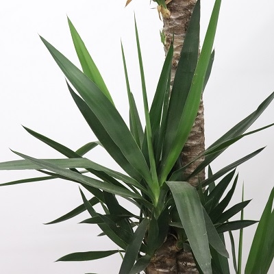 ユッカ 青年の樹 葉植物 白い花付き 見事な花咲き 開運 幸運 幸せ