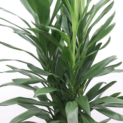 観葉植物～ソングオブインディオ～ | シーン別,観葉植物 | 花