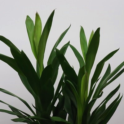 観葉植物～ソングオブインディオ～ | シーン別,観葉植物 | 花