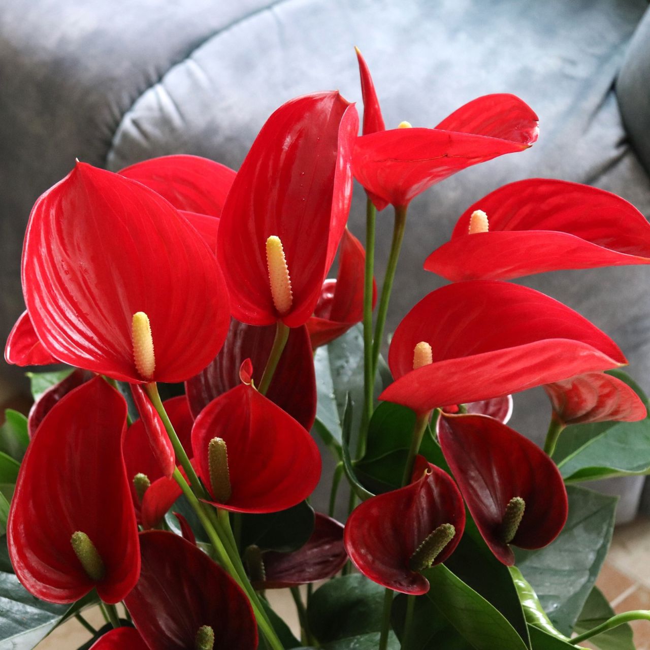 アンスリウム 赤【8号】 | まだまだ夏ギフト 2025 | 花