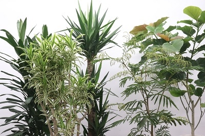 観葉植物～ソングオブインディオ～ | シーン別,観葉植物 | 花