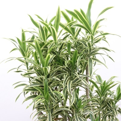 観葉植物～ソングオブインディオ～ | シーン別,観葉植物 | 花