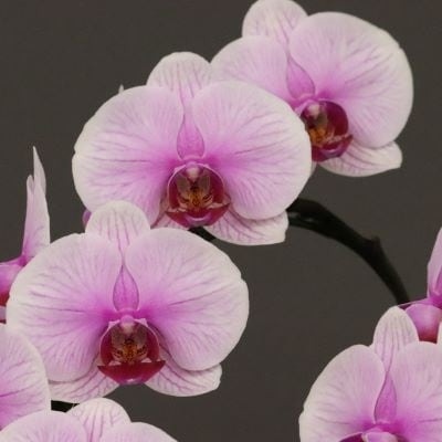 ミディ胡蝶蘭ピンク3本立ち | シーン別,胡蝶蘭特集 | 花・フラワー