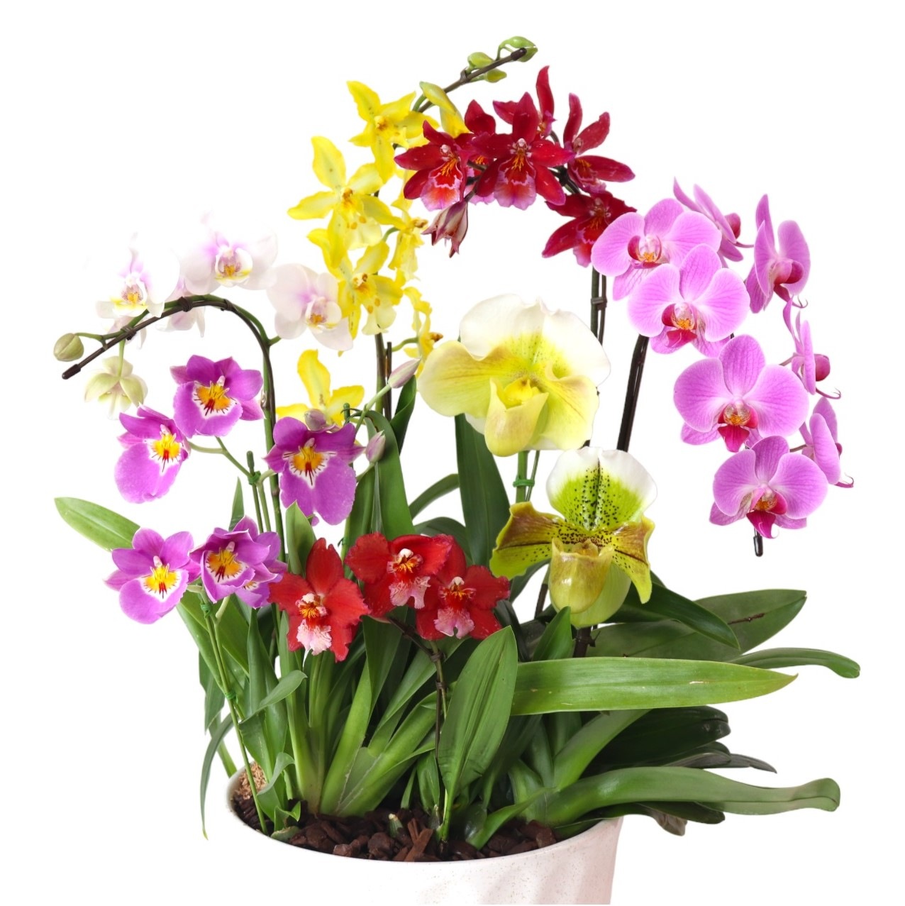 蘭の寄せ植え | シーン別,胡蝶蘭特集 | 花・フラワーギフト Hanahiro