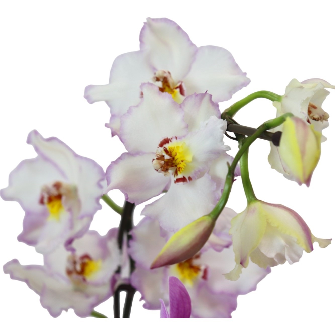 蘭の寄せ植え | シーン別,胡蝶蘭特集 | 花・フラワーギフト Hanahiro