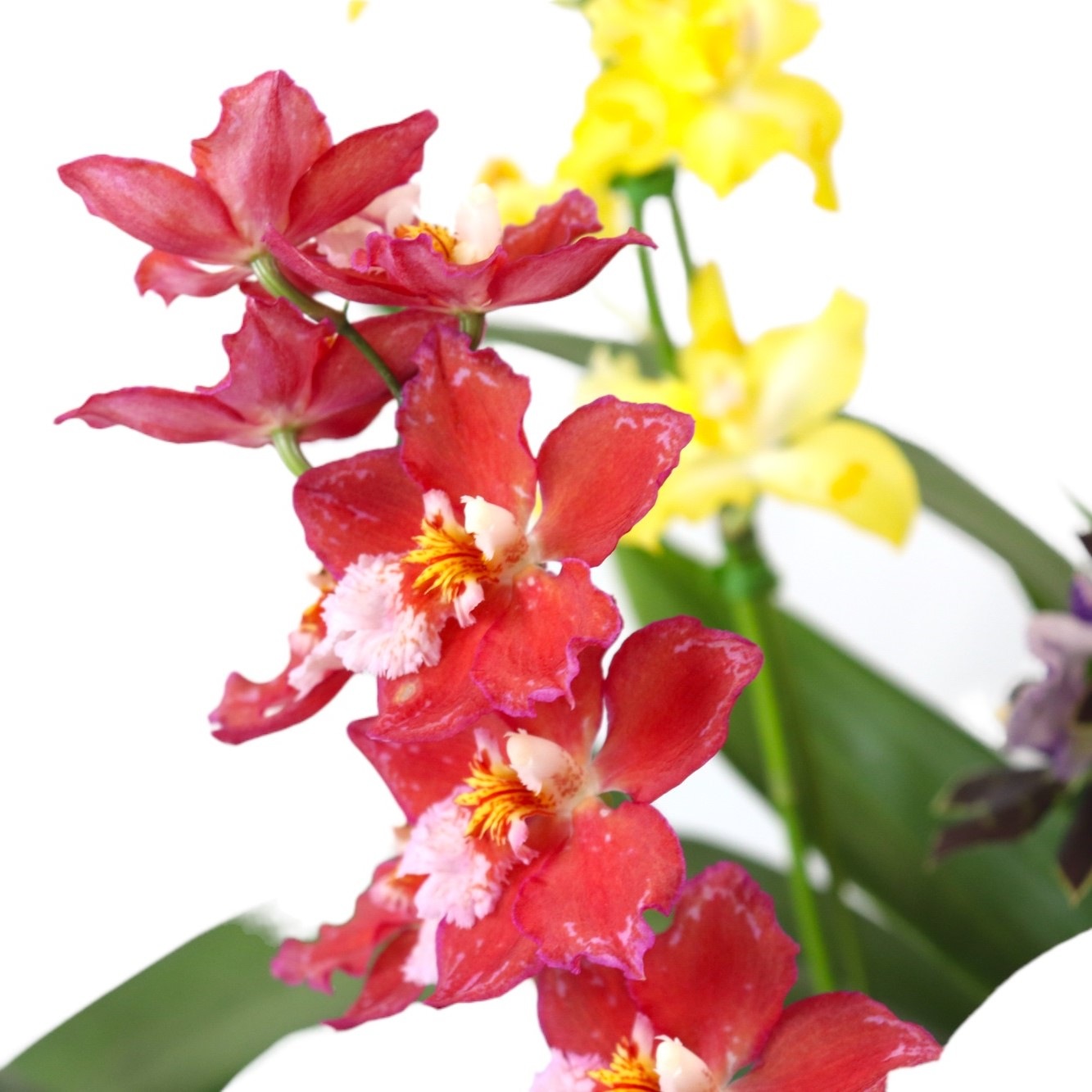 蘭の寄せ植え | シーン別,胡蝶蘭特集 | 花・フラワーギフト Hanahiro