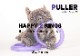 ڤ󤻡PULLER