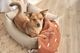 ��PALOPA��Dog Blanket Ida �ʥɥå��֥�󥱥åȡ�