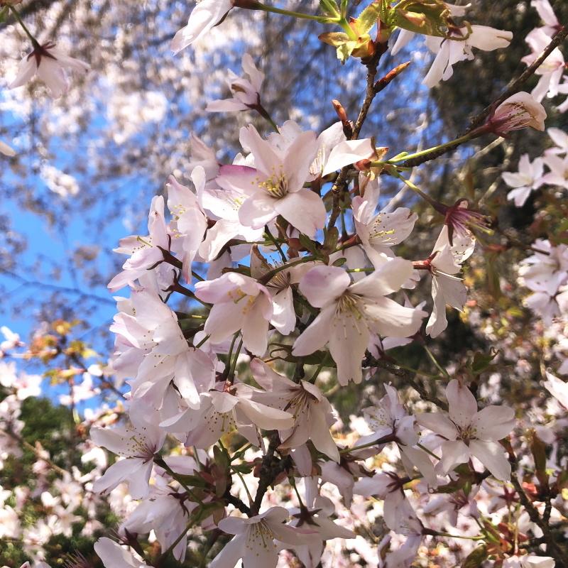 クマノザクラ（熊野桜）実生苗 4.5号ポット｜花木10-TU