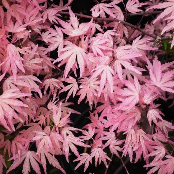 珍しいピンク色 モミジ テイラー 3.5号|花木10-TU