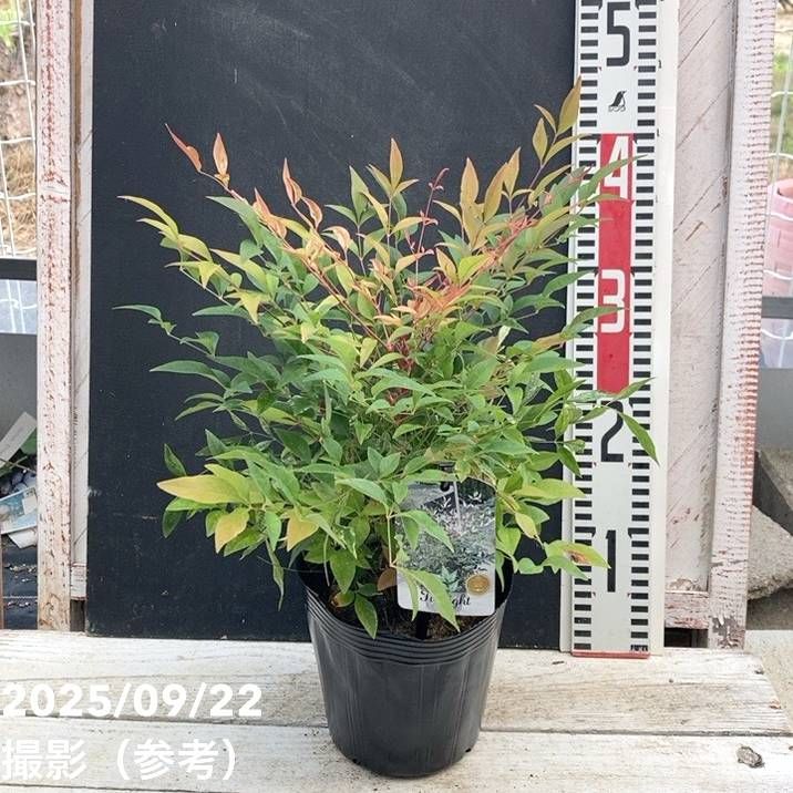 花盛りな小さな木 花盛りな小さな木