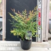 ミモザアカシア　　/ 654 ミモザアカシア / 654