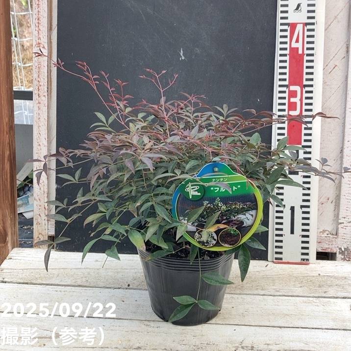 ナンテン フルート 5号｜花木04-PA