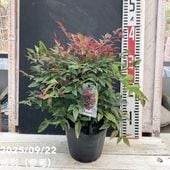 アカシア テレサ 7号｜花木04-PA | 花木・庭木,[記念樹・シンボル