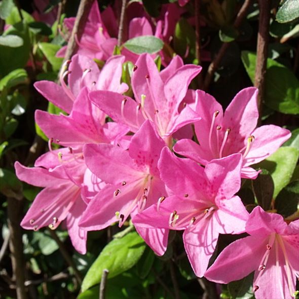 ツツジ 久留米ツツジ 宮城野 4号×3株セット｜花木10-AK