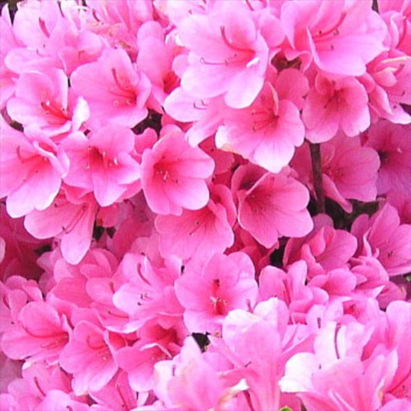 ツツジ 久留米ツツジ 麒麟 4号×3株セット｜花木10-AK