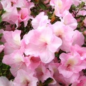 ツツジ 平戸ツツジ 白八重（静寧）4号×3株セット｜花木10-AK | 花木