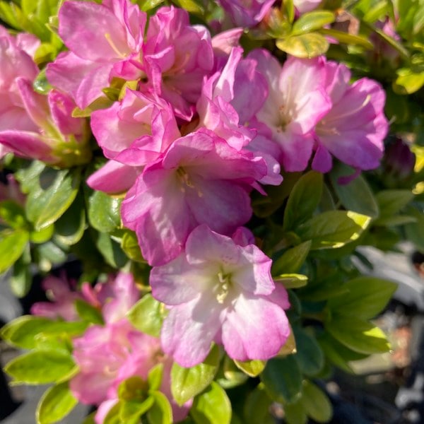 ツツジ 久留米ツツジ 九重（ここのえ）4号×3株セット｜花木10-AK